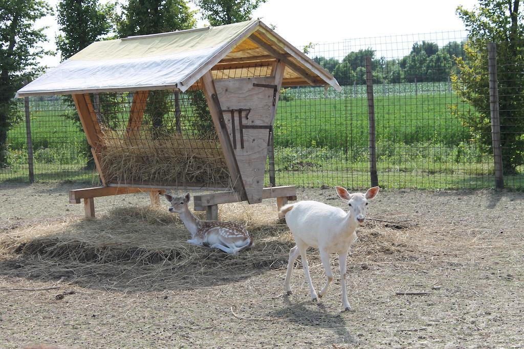 Agriturismo Nonna Rina San Liberale Zewnętrze zdjęcie