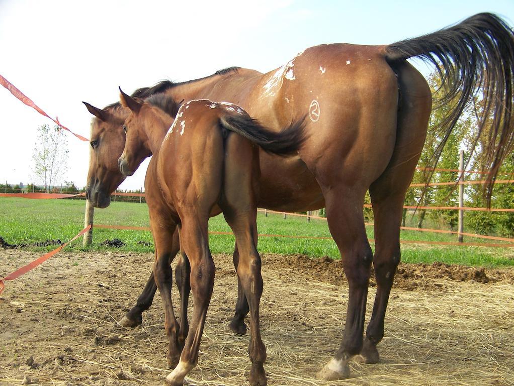 Agriturismo Nonna Rina San Liberale Zewnętrze zdjęcie