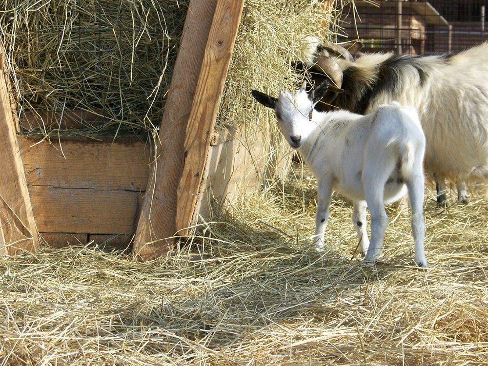 Agriturismo Nonna Rina San Liberale Zewnętrze zdjęcie